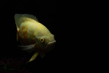 Astronotus ocellatus fish also known as Oscar fish isolated on black background.