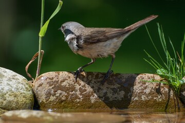 Spotted Flycatcher (Muscicapa striata) on stones with grass near water.  Czechia. Europe.