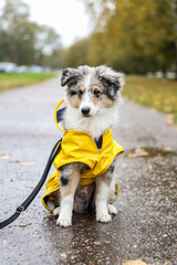 Small sheltie puppy sitting on pedestrian path with yellow rain coat jacket.