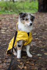 Small shetland sheepdog sheltie puppy with yellow raincoat sitting on wood path with early autumn leaves fallen on ground.