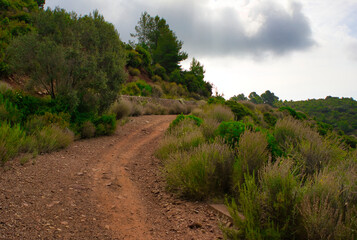 The desert of the palms in benicasim