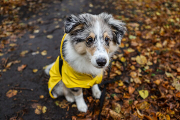 Small shetland sheepdog sheltie puppy with yellow raincoat sitting on wood path with early autumn...
