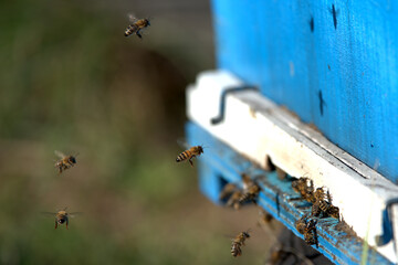 Bees flying to their hive