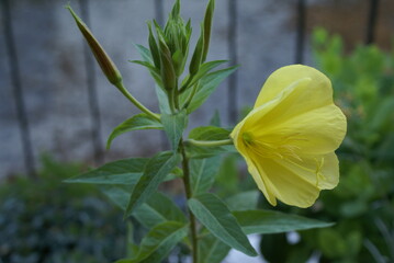 A yellow flower of common Evening Primrose (Oenothera) in a garden