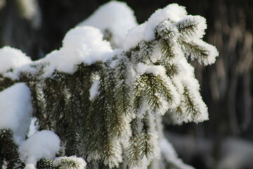 frost on the branches of Christmas trees and trees