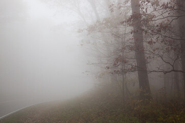 Obraz na płótnie Canvas Tree wrapped in a morning mystery of mist