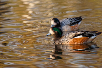 Switzerland Wildlife Photography - Beautiful wild ducks swimming in the pond at sunset. This photo was captured on a cold but sunny early evening by the German border.
