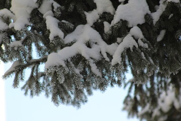 Obraz premium frost on the branches of Christmas trees and trees