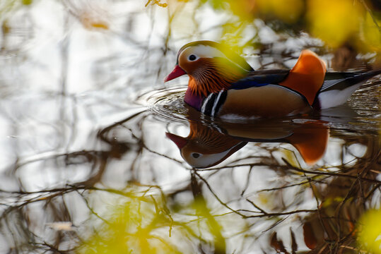 Wildlife Photography In Switzerland - wild duck swimming slowly in the water nearby the river bank at sunset. Photo captured in mid-Autumn/Fall November 2020.