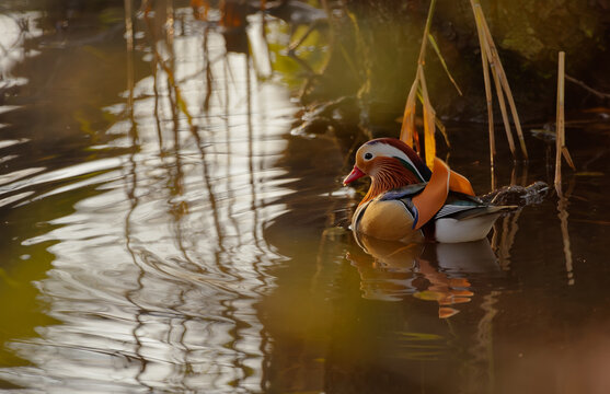 Wildlife Photography In Switzerland - wild duck swimming slowly in the water nearby the river bank at sunset. Photo captured in mid-Autumn/Fall November 2020.