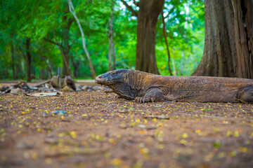 Komodo Dragon, the largest lizard in the world walks on the ground. It is a dangerous and carnivore prehistoric animal. Komodo Island, Indonesia, south Asia