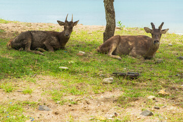 a bunch of deer walking free in their animal wildlife on a Indonesia Island, South Asia