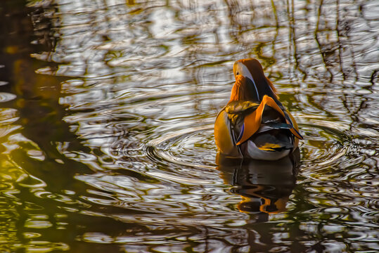 Wildlife Photography In Switzerland - wild duck swimming slowly in the water nearby the river bank at sunset. Photo captured in mid-Autumn/Fall November 2020.