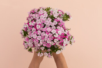 Person holding bunch of pink flowers lying on pink background