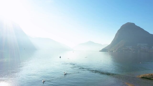 Aerial view of Lugano lake with swan swim in the water and seagull fly in the blue sky. Shoot with drone in Switzerland. 