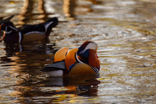 Wildlife Photography In Switzerland - wild duck swimming slowly in the water nearby the river bank at sunset. Photo captured in mid-Autumn/Fall November 2020.