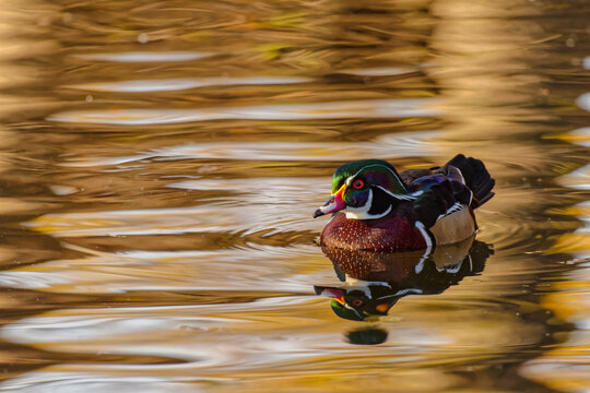 Switzerland Wildlife Photography - A beautiful wild 
Wood Duck swimming in the water with soft sunset lighting over the ripples and water surface.