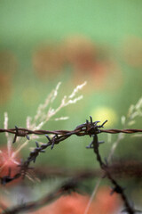 Stacheldraht in der KZ-Gedenkstaette Dachau.