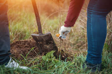 Fototapeta premium planting new trees with gardening tools in green park