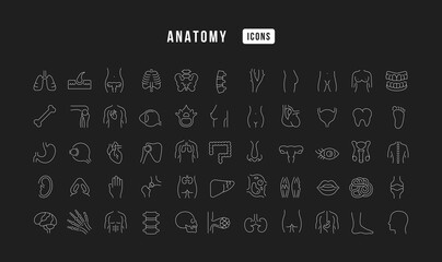 Set of linear icons of Anatomy