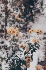 Naklejka premium snow on the flower 