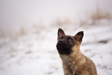 Cute german shepherd puppy dog portrait