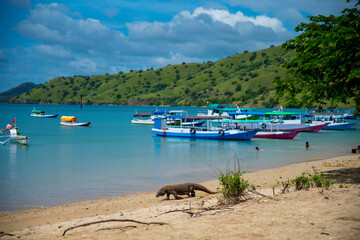 Fototapeta na wymiar Komodo Dragon, the largest lizard in the world walks free on the beach next to the boats. It is a dangerous and carnivore prehistoric animal. Komodo Island, Indonesia, south Asia