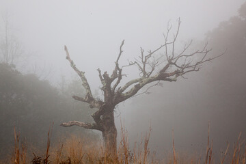 Fototapeta premium Tree wrapped in a morning mystery of mist