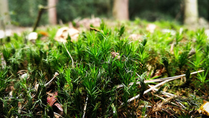 Close-up in-focus view of sprouting trees