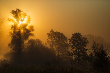 Fototapeta na wymiar Morning Sun Shining through Trees and Fog