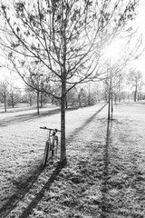 Bicycle standing against a tree in a park in autumn. The sunset generates long diagonal shadows. Monochrome