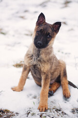 Cute german shepherd puppy dog portrait