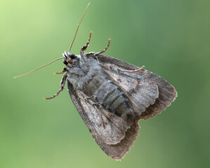 Naklejka premium Grey Moth with Green Background