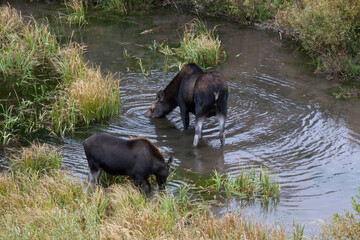 Moose eating in a pool of water