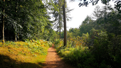 Dirt path in green forest