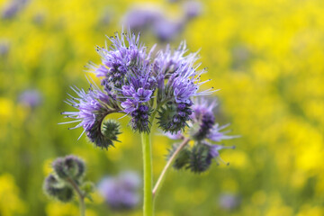 Purple flower growing on a spring day in a field of rapeseed between Potzbach and Lohnsfeld, Germany.