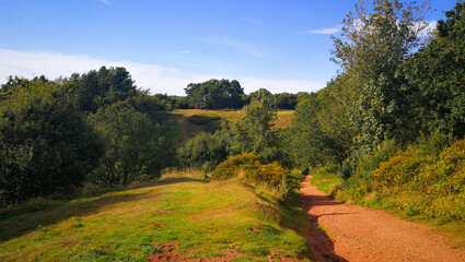 Dirt path in green forest