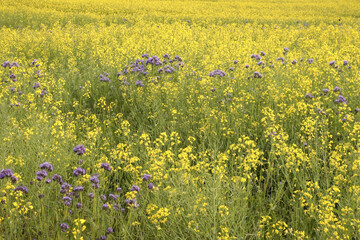 Fototapeta premium Rapeseed field on a spring day near Potzbach, Germany.