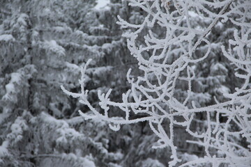 snow on the branches of Christmas trees and trees
