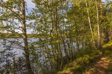 Beautiful landscape view of lake through pine trees. Lake shore with green trees and plants reflecting in  mirror water surface. Sweden. 
