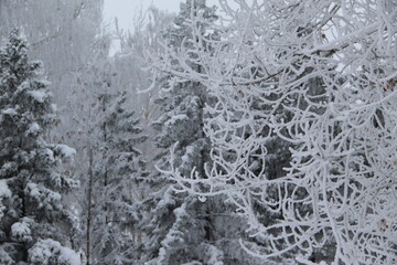 snow on the branches of Christmas trees and trees