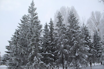 snow on the branches of Christmas trees and trees