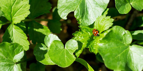 Ladybug on a green leaf in nature