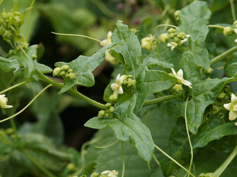(Bryonia dioica) Bryone dio&iuml;que ou couleuvr&eacute;e aux grappes de fleurs &eacute;toil&eacute;es blanc jaun&acirc;tre, corolle &agrave; cinq lobes poilus, vein&eacute;es et calices en forme de cloche jaune verd&acirc;tre