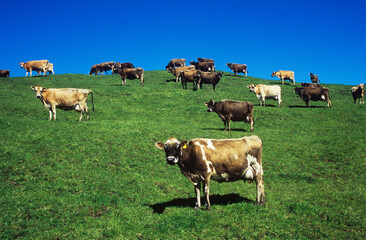 Fototapeta premium Cows in field on hill