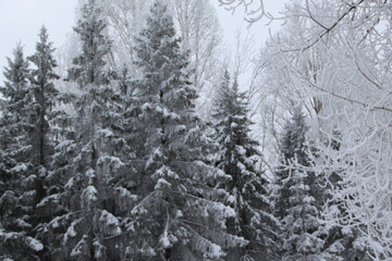 snow on the branches of Christmas trees and trees