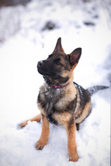 Cute german shepherd puppy dog portrait