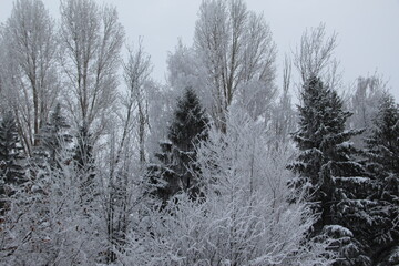 snow on the branches of Christmas trees and trees