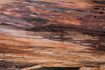 Wood texture