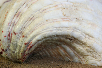 Large clam shell on beach sand